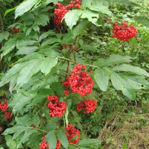 Photographie n°70086 du taxon Sambucus racemosa L. [1753]