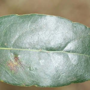 Photographie n°70095 du taxon Laurus nobilis L. [1753]