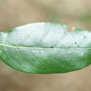 Photographie n°70096 du taxon Laurus nobilis L. [1753]