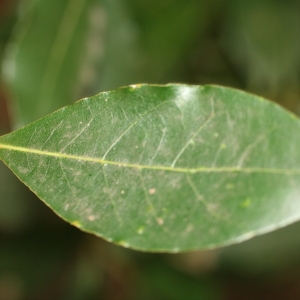 Photographie n°70097 du taxon Laurus nobilis L. [1753]