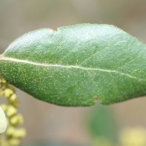 Photographie n°70102 du taxon Quercus ilex L. [1753]