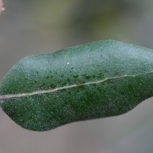 Photographie n°70103 du taxon Quercus ilex L. [1753]