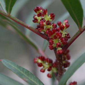 Photographie n°70111 du taxon Pistacia lentiscus L. [1753]