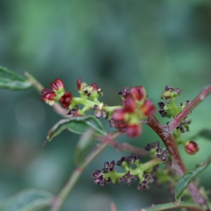 Photographie n°70113 du taxon Pistacia lentiscus L. [1753]