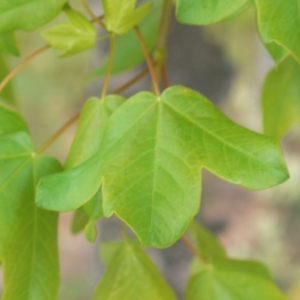 Photographie n°70119 du taxon Acer monspessulanum L. [1753]