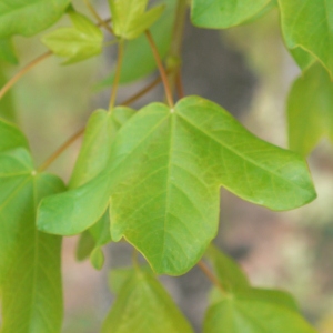 Photographie n°70120 du taxon Acer monspessulanum L. [1753]