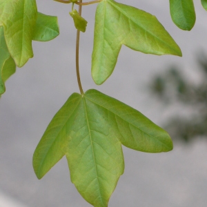 Photographie n°70121 du taxon Acer monspessulanum L. [1753]