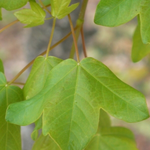 Photographie n°70123 du taxon Acer monspessulanum L. [1753]