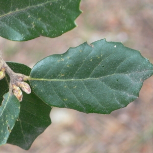 Photographie n°70150 du taxon Quercus ilex L. [1753]