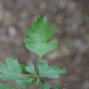 Photographie n°70163 du taxon Crataegus monogyna Jacq. [1775]