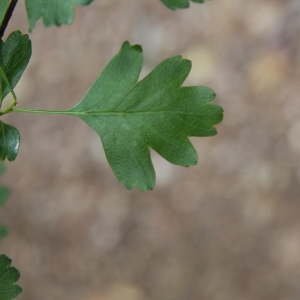 Photographie n°70167 du taxon Crataegus monogyna Jacq. [1775]