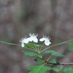 Photographie n°70182 du taxon Crataegus monogyna Jacq. [1775]