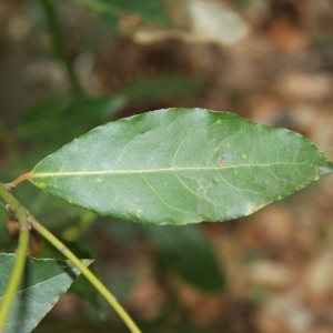 Photographie n°70187 du taxon Laurus nobilis L. [1753]