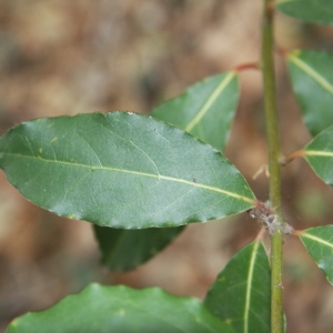 Photographie n°70189 du taxon Laurus nobilis L. [1753]