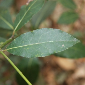 Photographie n°70193 du taxon Laurus nobilis L. [1753]