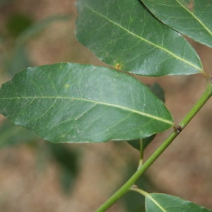 Photographie n°70195 du taxon Laurus nobilis L. [1753]