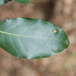 Photographie n°70197 du taxon Laurus nobilis L. [1753]