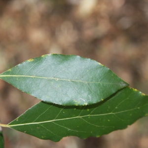 Photographie n°70199 du taxon Laurus nobilis L. [1753]