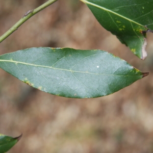 Photographie n°70200 du taxon Laurus nobilis L. [1753]