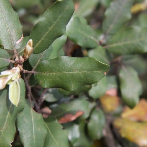 Photographie n°70216 du taxon Quercus ilex L. [1753]