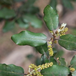 Photographie n°70219 du taxon Quercus ilex L. [1753]