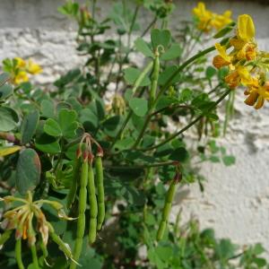 Photographie n°70226 du taxon Coronilla valentina subsp. glauca (L.) Batt. [1889]