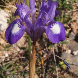  - Gynandriris sisyrinchium (L.) Parl. [1854]