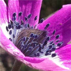 Photographie n°70248 du taxon Anemone hortensis subsp. hortensis 