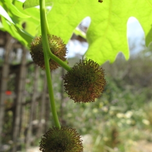 Photographie n°70250 du taxon Platanus orientalis L. [1753]