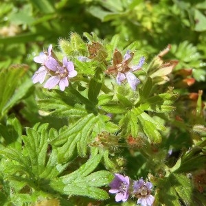 Photographie n°70268 du taxon Geranium pusillum L. [1759]