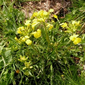 Photographie n°70275 du taxon Erysimum ochroleucum subsp. ochroleucum