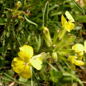 Photographie n°70276 du taxon Erysimum ochroleucum subsp. ochroleucum