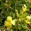  Alain Bigou - Erysimum ochroleucum subsp. ochroleucum