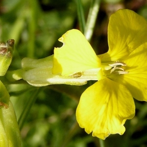 Photographie n°70277 du taxon Erysimum ochroleucum subsp. ochroleucum