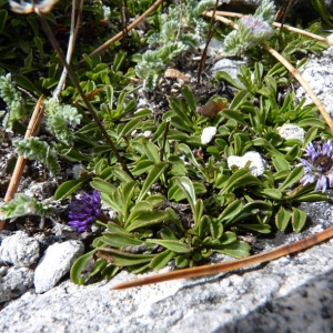 Photographie n°70279 du taxon Globularia repens Lam. [1779]