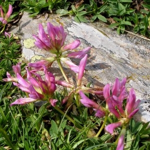 Photographie n°70284 du taxon Trifolium alpinum L. [1753]