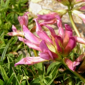 Photographie n°70285 du taxon Trifolium alpinum L. [1753]