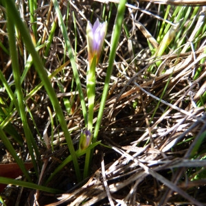 Photographie n°70291 du taxon Romulea bulbocodium (L.) Sebast. & Mauri [1818]