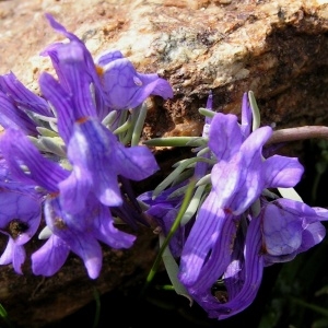 Photographie n°70305 du taxon Linaria alpina subsp. aciculifolia Braun-Blanq. [1945]