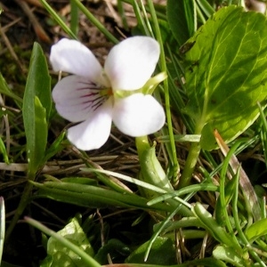 Photographie n°70306 du taxon Viola palustris L. [1753]