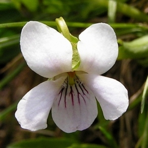Photographie n°70307 du taxon Viola palustris L. [1753]