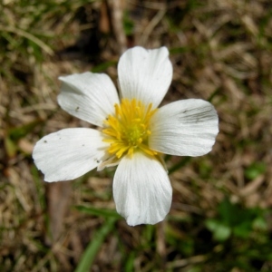 Ranunculus pyrenaeus subsp. alismoides (Bory) O.Bolòs & Font Quer (Renoncule à feuilles étroites)