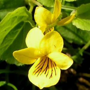 Viola biflora L. (Pensée à deux fleurs)