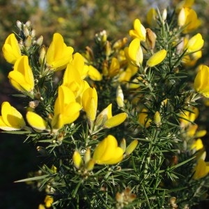 Photographie n°70320 du taxon Ulex europaeus L. [1753]