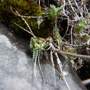 Photographie n°70322 du taxon Anthyllis montana L. [1753]