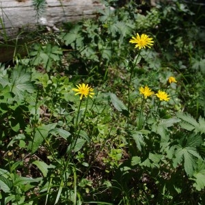 Photographie n°70329 du taxon Crepis blattarioides (L.) Vill. [1786]