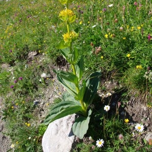 Photographie n°70335 du taxon Gentiana lutea L.