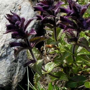 Photographie n°70336 du taxon Bartsia alpina L.