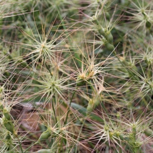 Photographie n°70337 du taxon Aegilops ovata L. [1753]