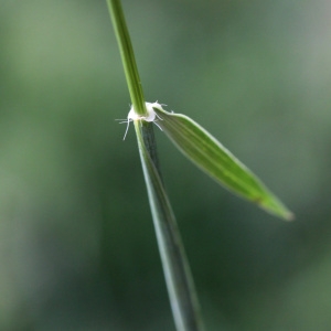 Photographie n°70341 du taxon Aegilops ovata L. [1753]